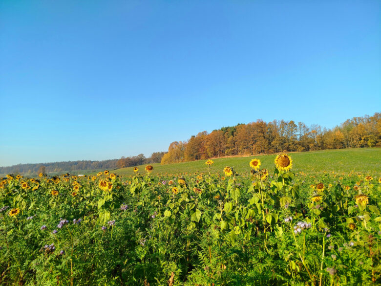 Pole słoneczników, w tle drzewa w jesiennych barwach